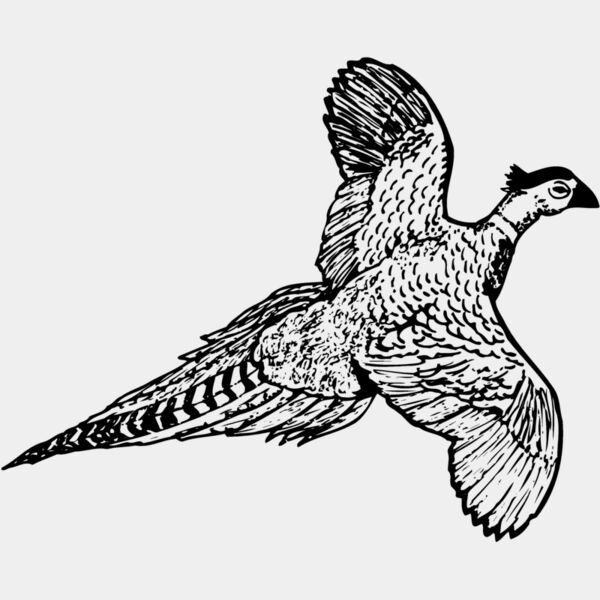BIRD056 Thumbnail