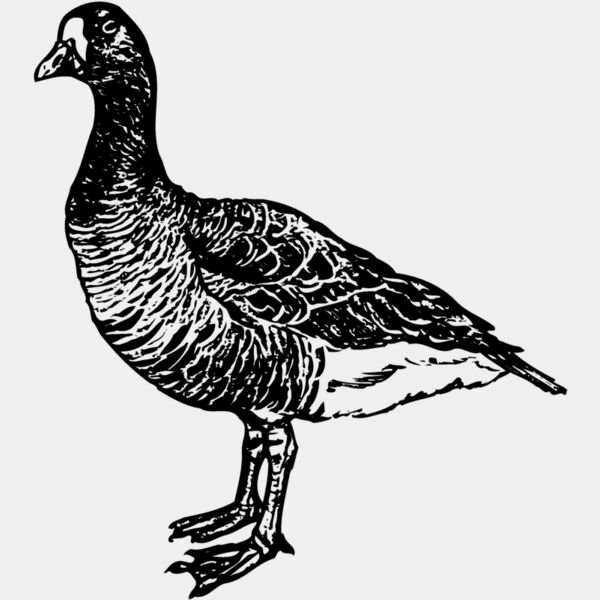 BIRD105 Thumbnail